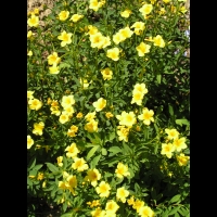 Lin - Linum Campanulatum (fam Linacees) (Europe meridionale) (01)